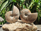 Polished Cleoniceras Ammonite Fossils x 2 From Tulear, Madagascar - Toprock Gemstones and Minerals 