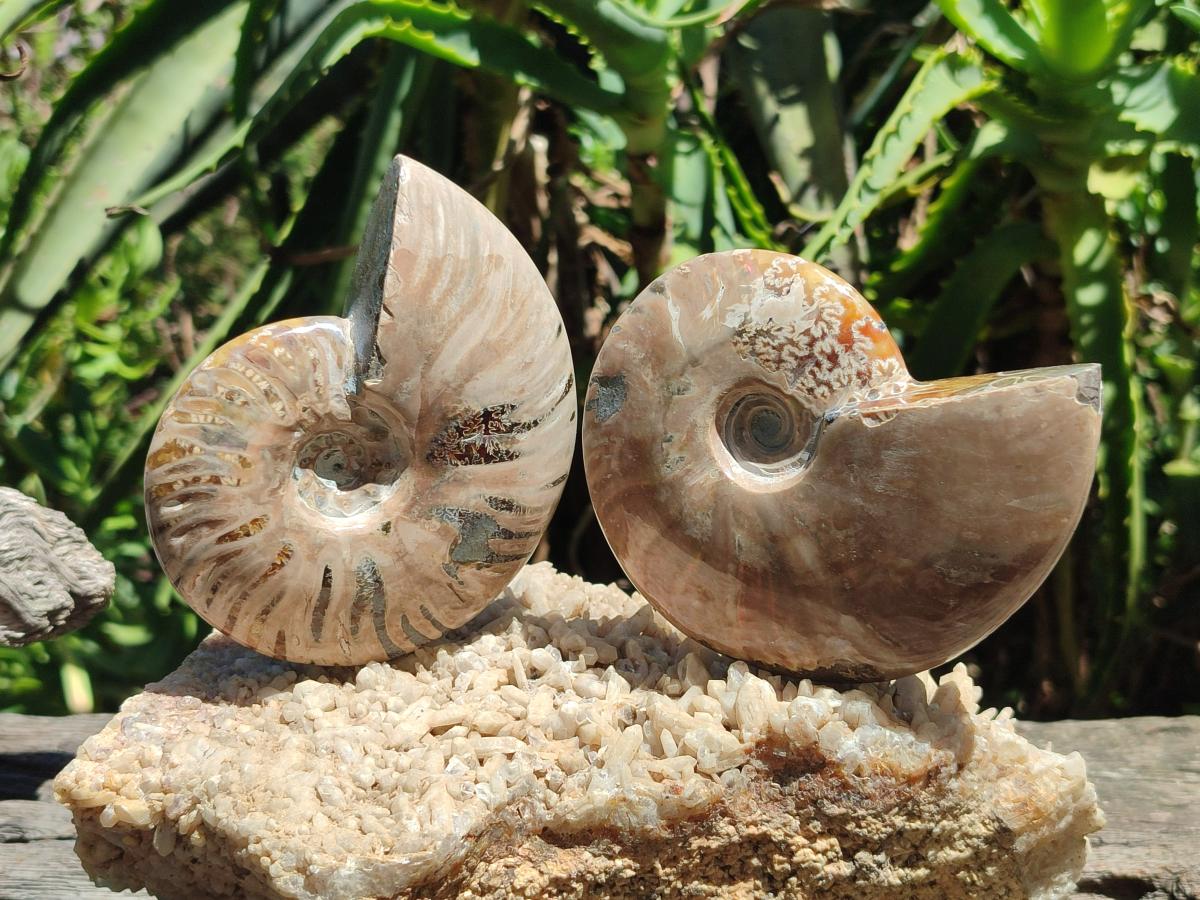 Polished Cleoniceras Ammonite Fossils x 2 From Tulear, Madagascar - Toprock Gemstones and Minerals 