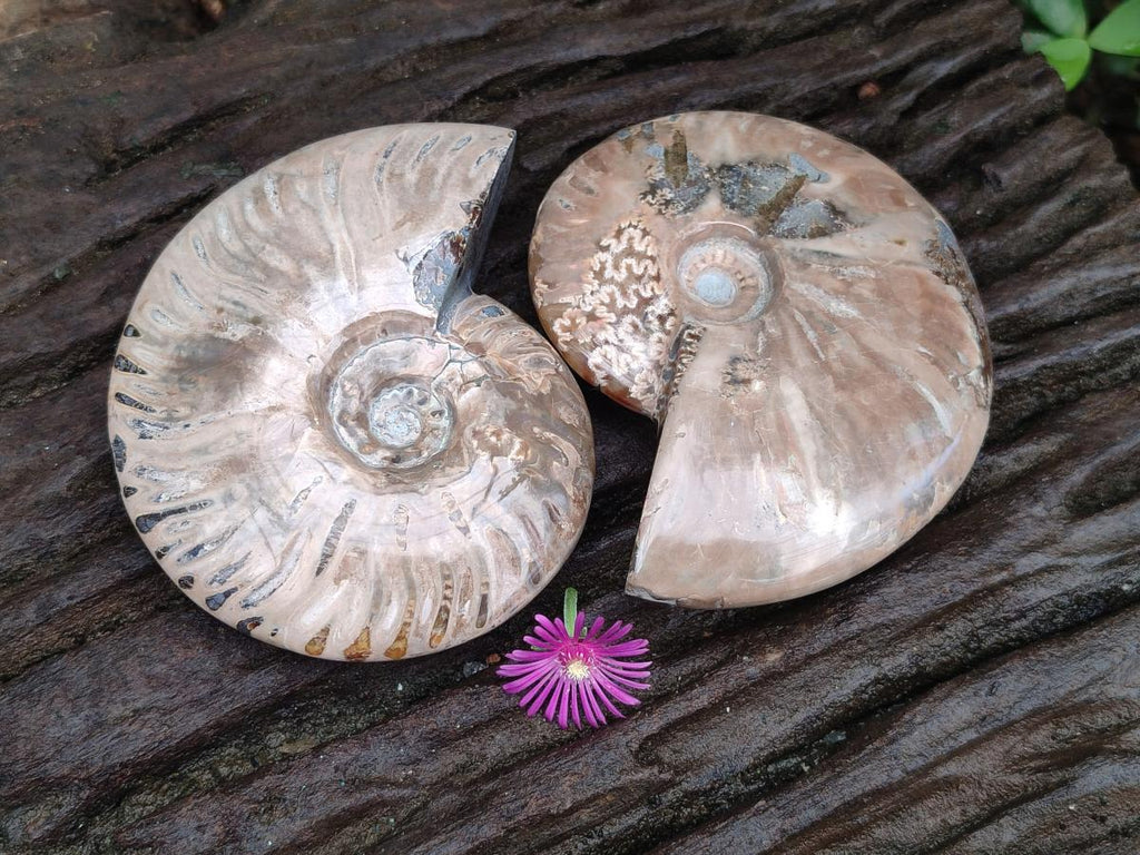 Polished Cleoniceras Ammonite Fossils x 2 From Tulear, Madagascar - Toprock Gemstones and Minerals 