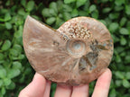 Polished Cleoniceras Ammonite Fossils x 2 From Tulear, Madagascar - Toprock Gemstones and Minerals 