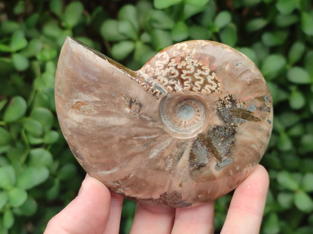 Polished Cleoniceras Ammonite Fossils x 2 From Tulear, Madagascar - Toprock Gemstones and Minerals 