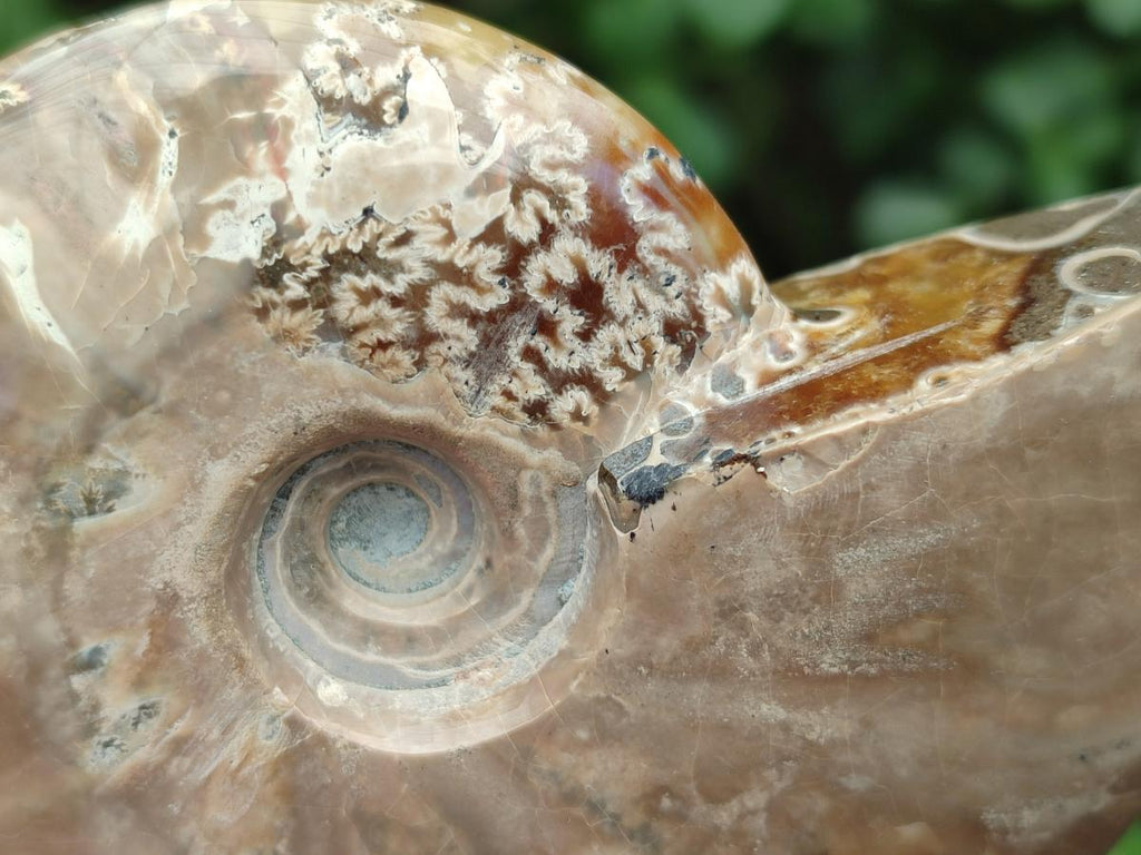 Polished Cleoniceras Ammonite Fossils x 2 From Tulear, Madagascar - Toprock Gemstones and Minerals 