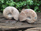 Polished Cleoniceras Ammonite Fossils x 2 From Tulear, Madagascar - Toprock Gemstones and Minerals 