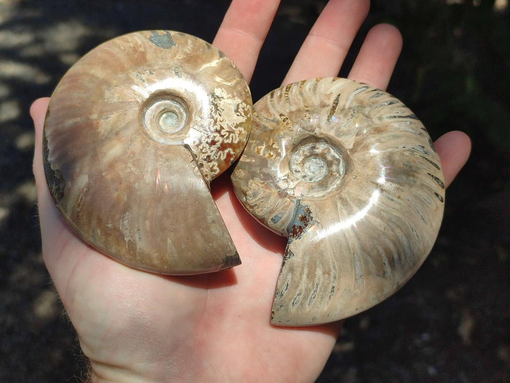 Polished Cleoniceras Ammonite Fossils x 2 From Tulear, Madagascar - Toprock Gemstones and Minerals 