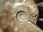 Polished Cleoniceras Ammonite Fossils x 2 From Tulear, Madagascar - Toprock Gemstones and Minerals 