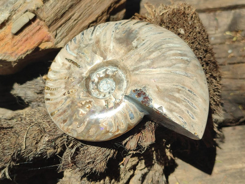 Polished Cleoniceras Ammonite Fossils x 2 From Tulear, Madagascar - Toprock Gemstones and Minerals 