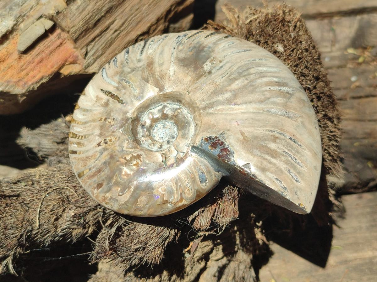 Polished Cleoniceras Ammonite Fossils x 2 From Tulear, Madagascar - Toprock Gemstones and Minerals 