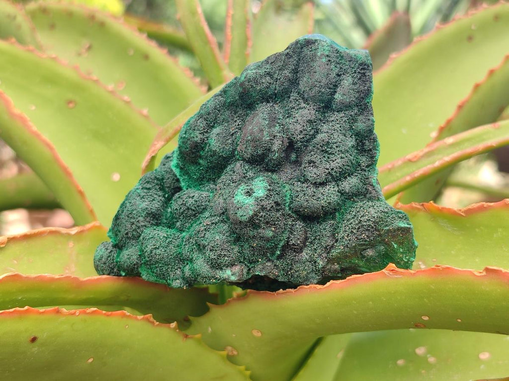 Natural Silky Malachite Specimens x 6 From Kasompe, Congo - Toprock Gemstones and Minerals 