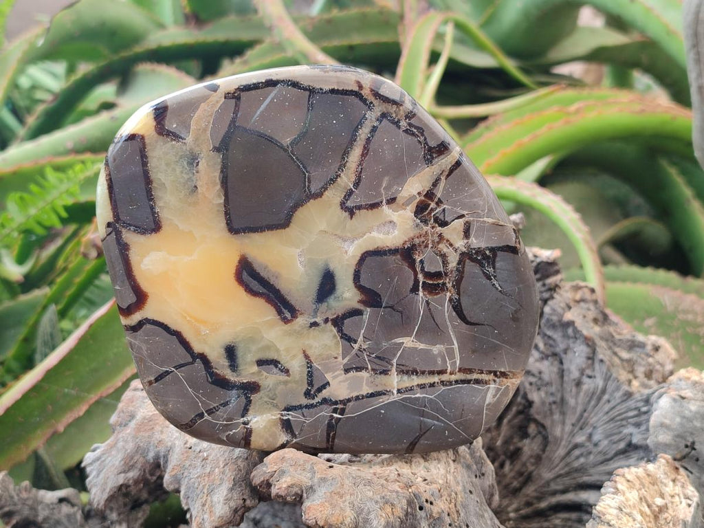 Polished Septerye Slices x 4 From Mahajanga, Madagascar - Toprock Gemstones and Minerals 