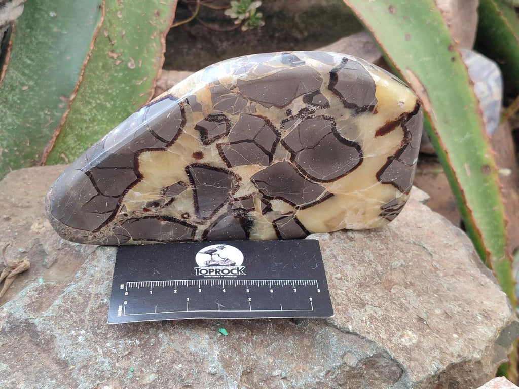 Polished Septerye Slices x 4 From Mahajanga, Madagascar - Toprock Gemstones and Minerals 