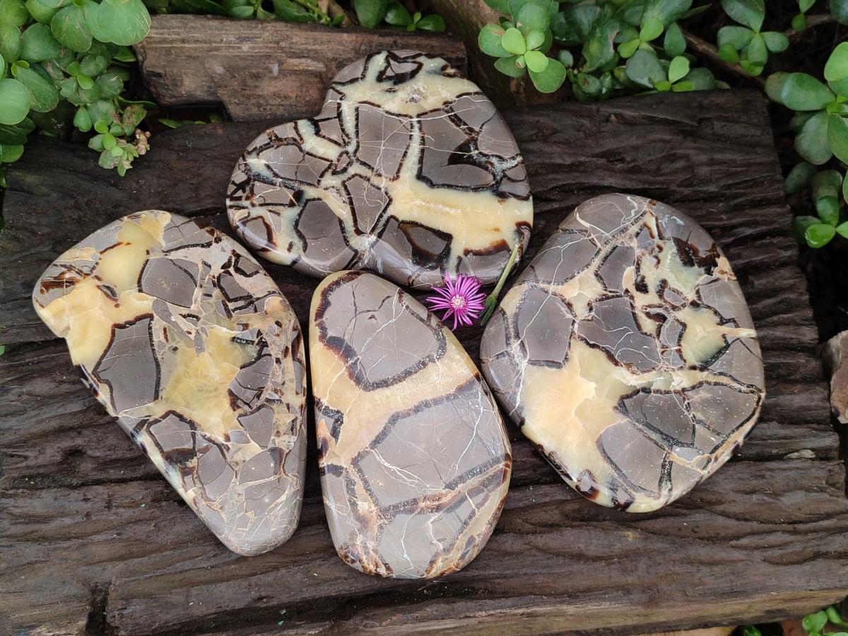 Polished Septerye Slices x 4 From Mahajanga, Madagascar - Toprock Gemstones and Minerals 