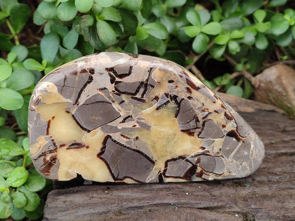 Polished Septerye Slices x 4 From Mahajanga, Madagascar - Toprock Gemstones and Minerals 