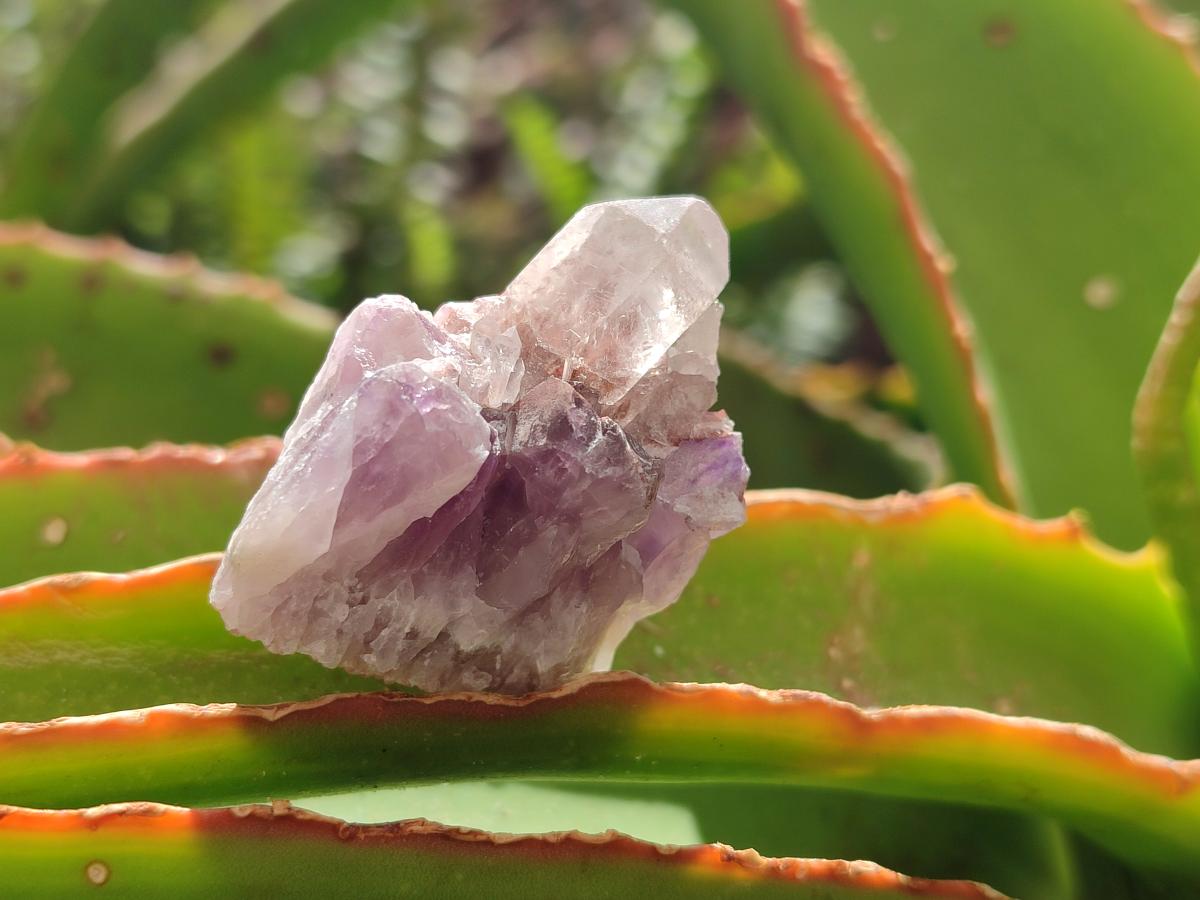 Natural Rare Small Amethyst Asylum Quartz Clusters x 70 From Luena, Congo - Toprock Gemstones and Minerals 