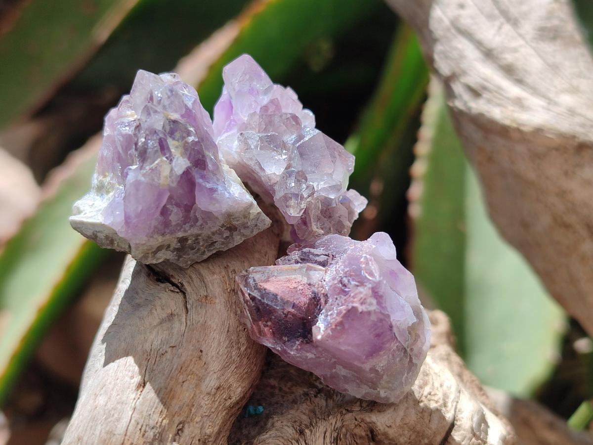 Natural Rare Small Amethyst Asylum Quartz Clusters x 70 From Luena, Congo - Toprock Gemstones and Minerals 
