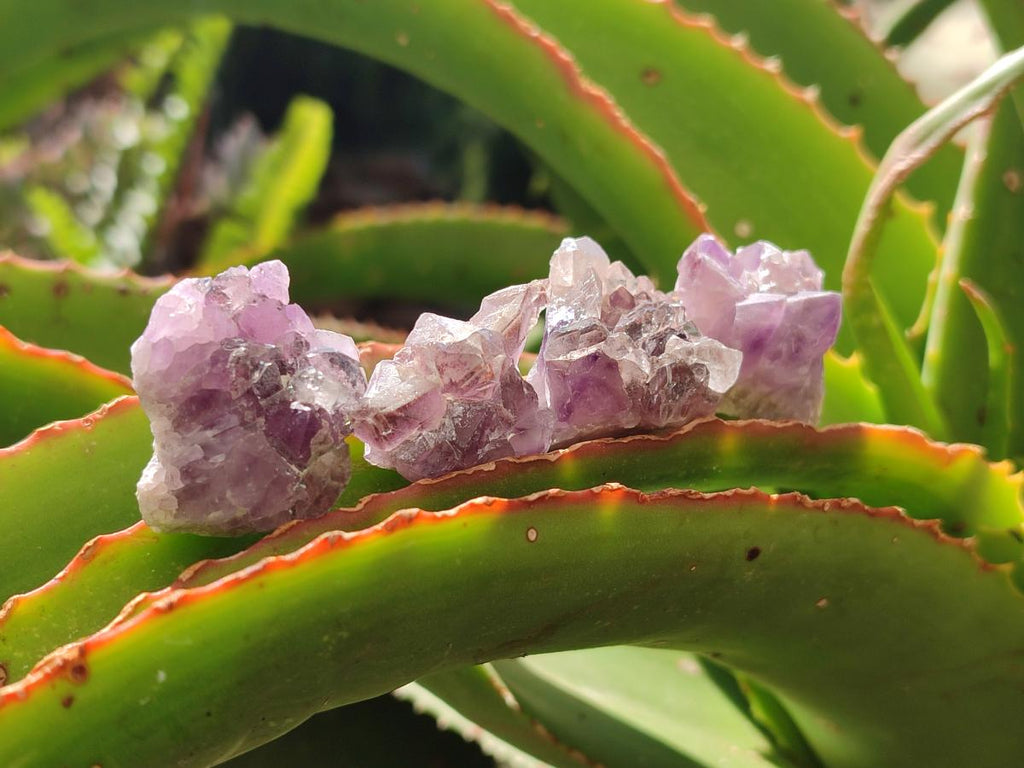 Natural Rare Small Amethyst Asylum Quartz Clusters x 70 From Luena, Congo - Toprock Gemstones and Minerals 