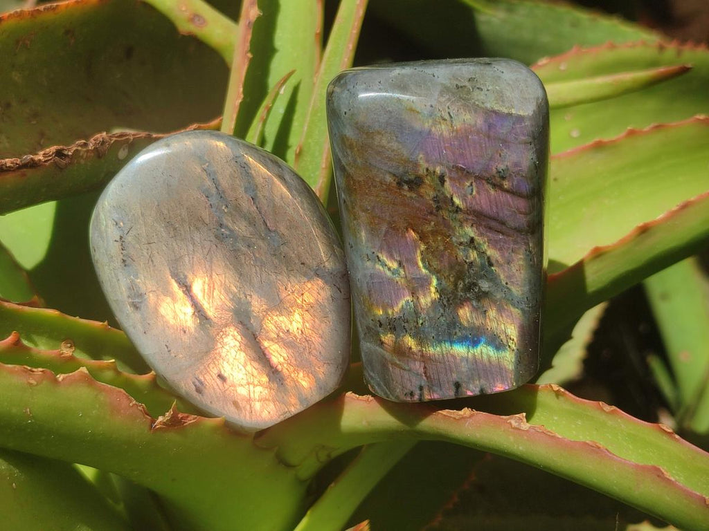 Polished Rare Purple Sunset Flash Labradorite Standing Free Forms x 12 From Madagascar - Toprock Gemstones and Minerals 