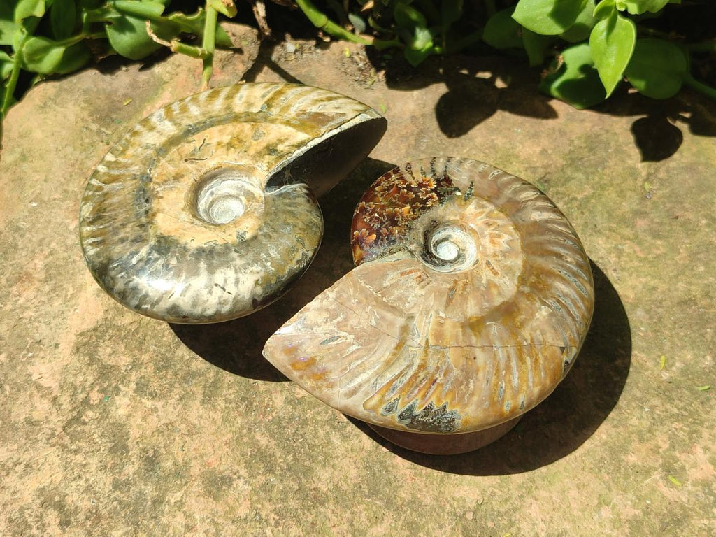 Polished Opalized Cleoniceras Ammonite Fossils x 2 From Tulear, Madagascar - Toprock Gemstones and Minerals 