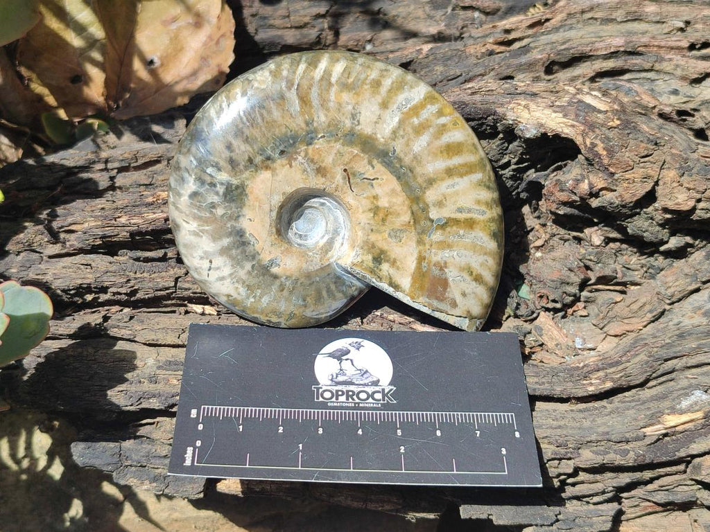 Polished Opalized Cleoniceras Ammonite Fossils x 2 From Tulear, Madagascar - Toprock Gemstones and Minerals 
