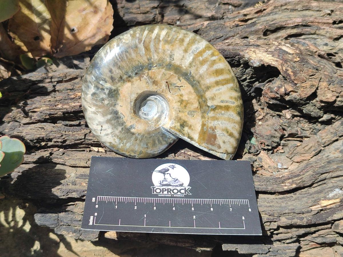 Polished Opalized Cleoniceras Ammonite Fossils x 2 From Tulear, Madagascar - Toprock Gemstones and Minerals 