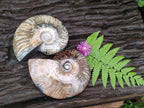 Polished Opalized Cleoniceras Ammonite Fossils x 2 From Tulear, Madagascar - Toprock Gemstones and Minerals 
