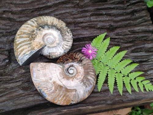 Polished Opalized Cleoniceras Ammonite Fossils x 2 From Tulear, Madagascar - Toprock Gemstones and Minerals 