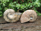 Polished Opalized Cleoniceras Ammonite Fossils x 2 From Tulear, Madagascar - Toprock Gemstones and Minerals 