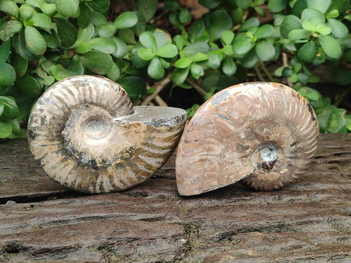 Polished Opalized Cleoniceras Ammonite Fossils x 2 From Tulear, Madagascar - Toprock Gemstones and Minerals 