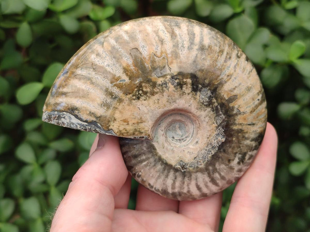 Polished Opalized Cleoniceras Ammonite Fossils x 2 From Tulear, Madagascar - Toprock Gemstones and Minerals 