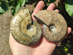 Polished Opalized Cleoniceras Ammonite Fossils x 2 From Tulear, Madagascar - Toprock Gemstones and Minerals 