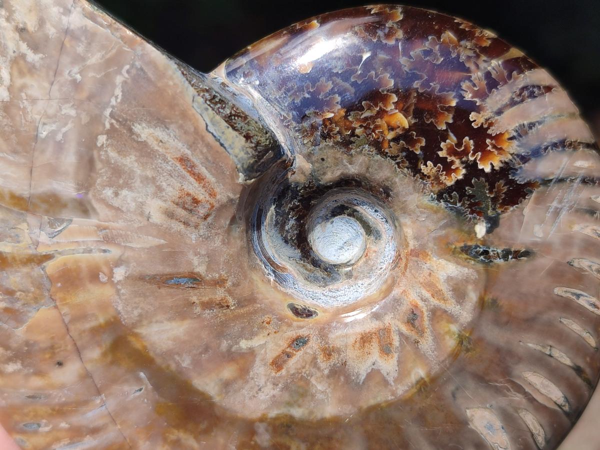Polished Opalized Cleoniceras Ammonite Fossils x 2 From Tulear, Madagascar - Toprock Gemstones and Minerals 