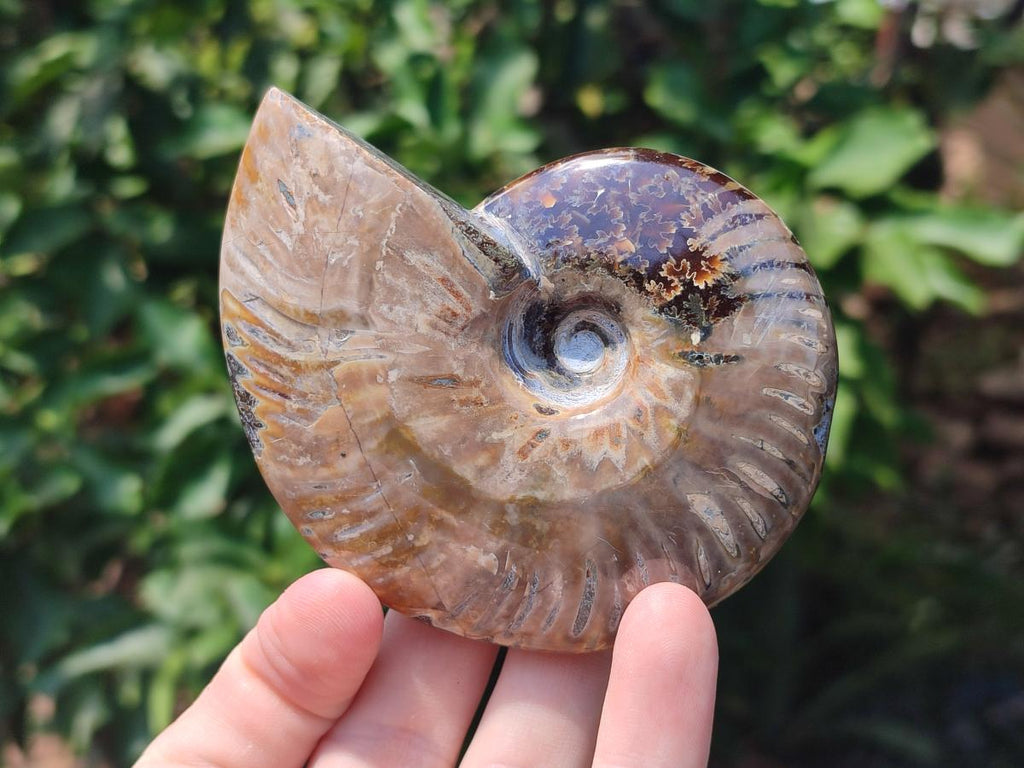 Polished Opalized Cleoniceras Ammonite Fossils x 2 From Tulear, Madagascar - Toprock Gemstones and Minerals 