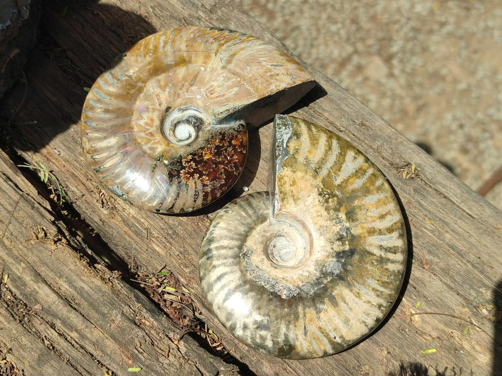 Polished Opalized Cleoniceras Ammonite Fossils x 2 From Tulear, Madagascar - Toprock Gemstones and Minerals 
