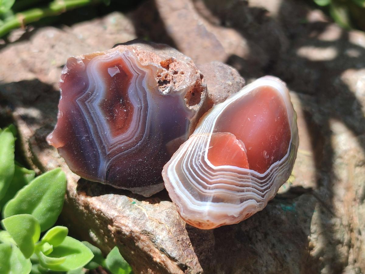 Polished One Side Red Shashe River Agate Nodules x 20 From Shashe River, Zimbabwe) - Toprock Gemstones and Minerals 