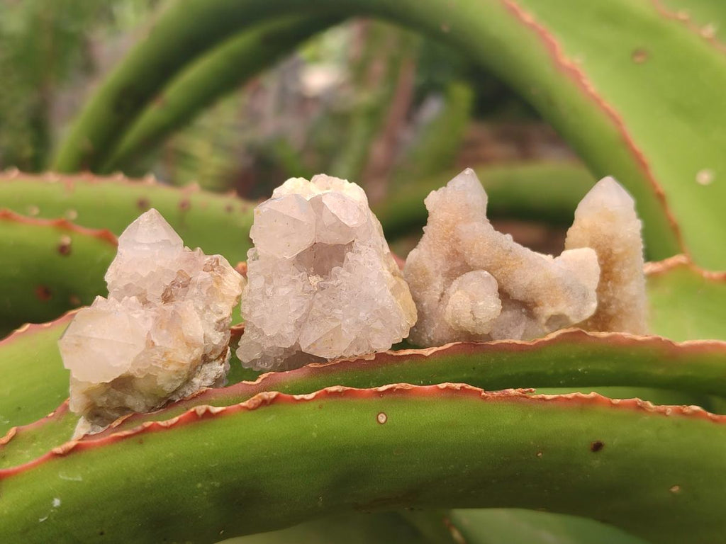 Natural White Spirit Quartz Single Crystals x 70 From Boekenhouthoek, South Africa - Toprock Gemstones and Minerals 