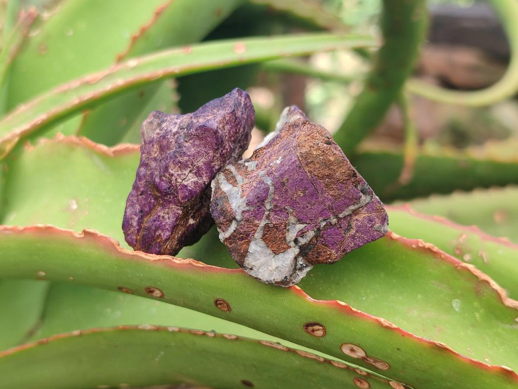 Natural Metallic Cobbed Purpurite Specimens x 70 From Erongo, Namibia - Toprock Gemstones and Minerals 