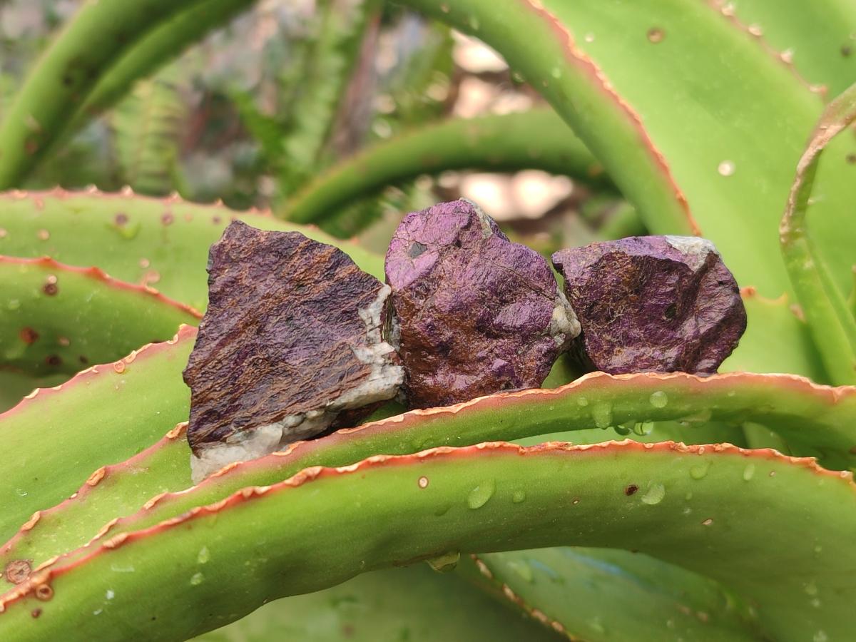 Natural Metallic Cobbed Purpurite Specimens x 70 From Erongo, Namibia - Toprock Gemstones and Minerals 