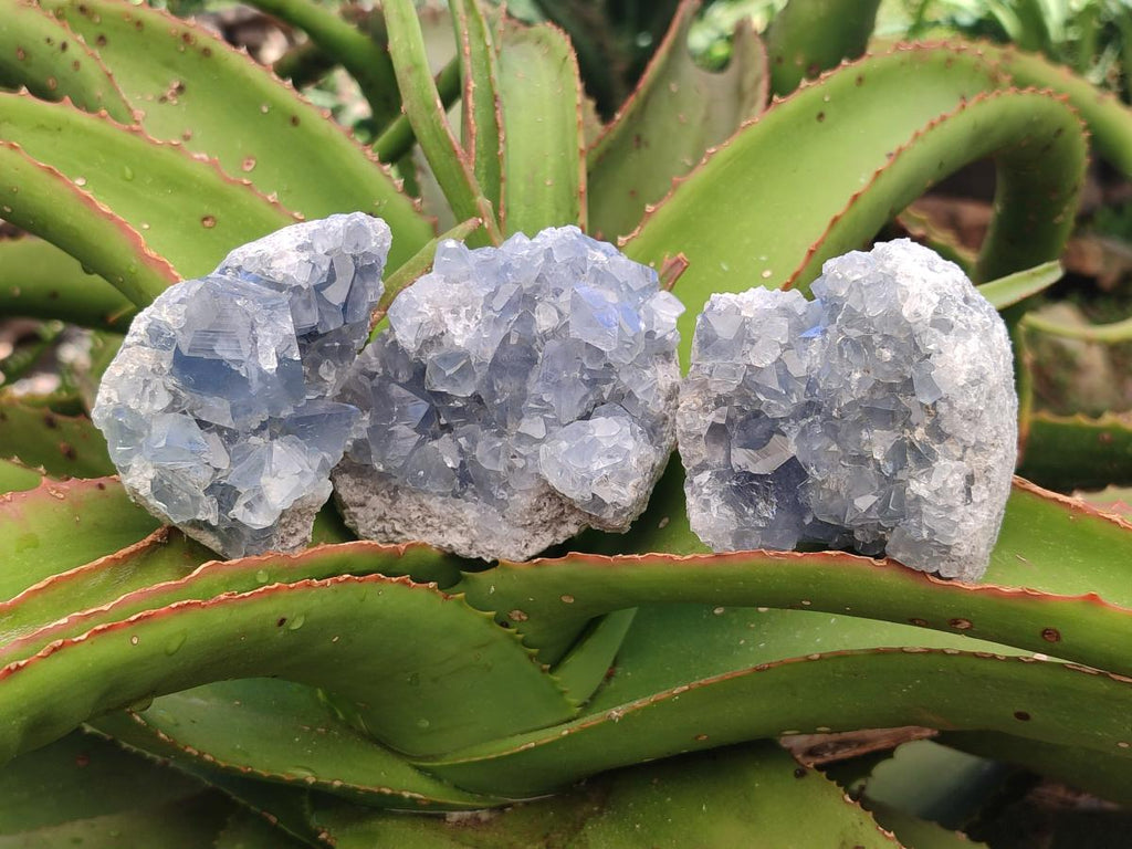 Natural Blue Celestite Cluster Specimens x 4 From Sakoany, Madagascar - Toprock Gemstones and Minerals 