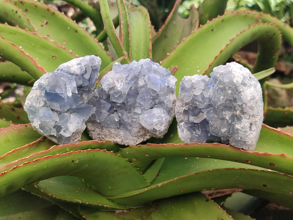 Natural Blue Celestite Cluster Specimens x 4 From Sakoany, Madagascar - Toprock Gemstones and Minerals 