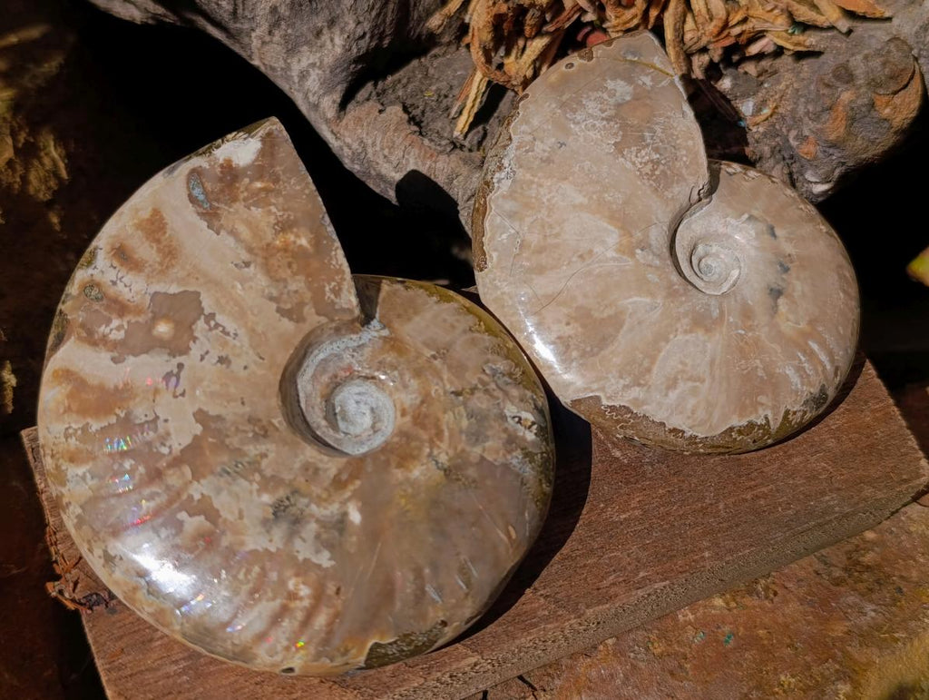 Polished Opalized Cleoniceras Ammonite Fossils x 2 From Tulear, Madagascar - Toprock Gemstones and Minerals 