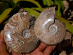 Polished Opalized Cleoniceras Ammonite Fossils x 2 From Tulear, Madagascar - Toprock Gemstones and Minerals 