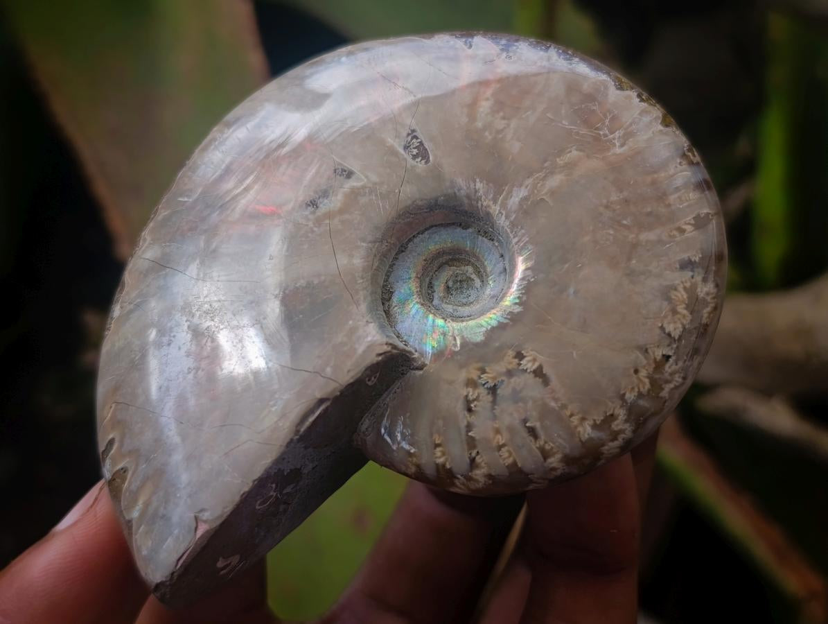 Polished Opalized Cleoniceras Ammonite Fossils x 2 From Tulear, Madagascar - Toprock Gemstones and Minerals 