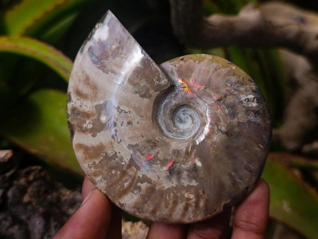 Polished Opalized Cleoniceras Ammonite Fossils x 2 From Tulear, Madagascar - Toprock Gemstones and Minerals 