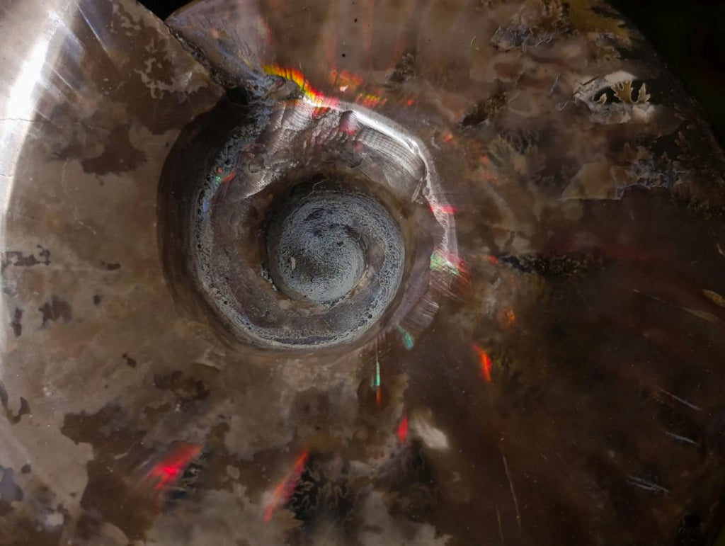 Polished Opalized Cleoniceras Ammonite Fossils x 2 From Tulear, Madagascar - Toprock Gemstones and Minerals 