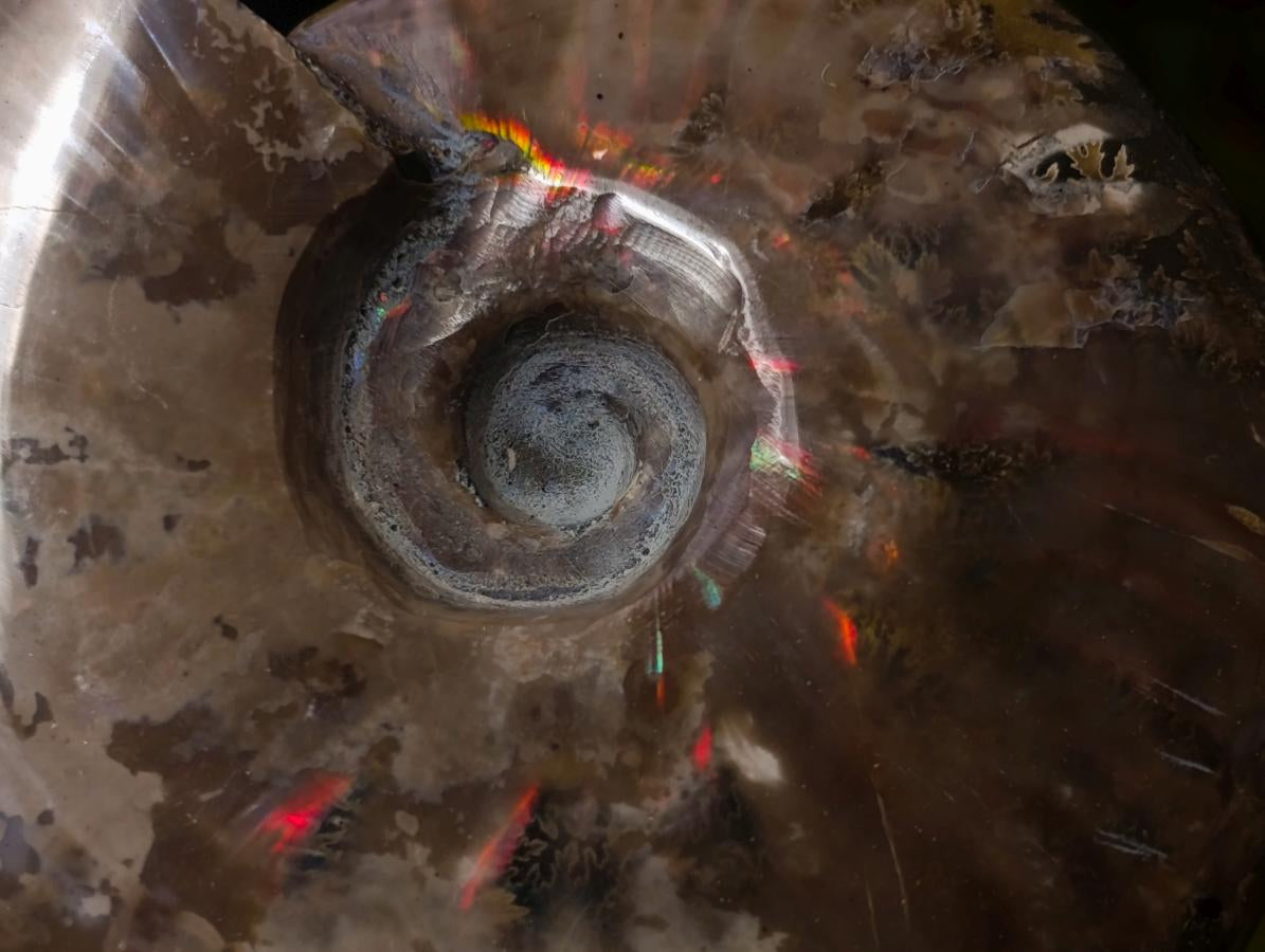 Polished Opalized Cleoniceras Ammonite Fossils x 2 From Tulear, Madagascar - Toprock Gemstones and Minerals 
