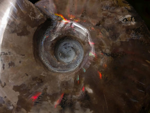 Polished Opalized Cleoniceras Ammonite Fossils x 2 From Tulear, Madagascar - Toprock Gemstones and Minerals 
