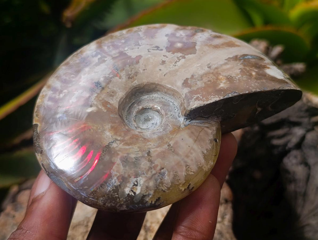 Polished Opalized Cleoniceras Ammonite Fossils x 2 From Tulear, Madagascar - Toprock Gemstones and Minerals 