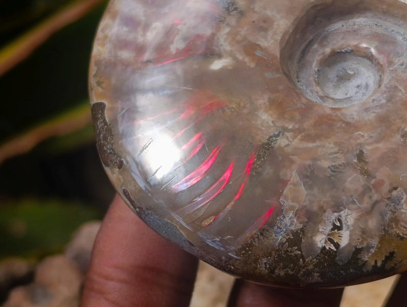Polished Opalized Cleoniceras Ammonite Fossils x 2 From Tulear, Madagascar - Toprock Gemstones and Minerals 