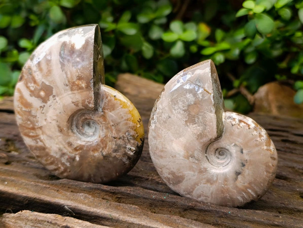 Polished Opalized Cleoniceras Ammonite Fossils x 2 From Tulear, Madagascar - Toprock Gemstones and Minerals 