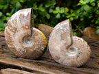 Polished Opalized Cleoniceras Ammonite Fossils x 2 From Tulear, Madagascar - Toprock Gemstones and Minerals 