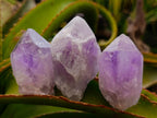 Natural Jacaranda Amethyst Single Crystals x 24 From Mumbwa, Zambia